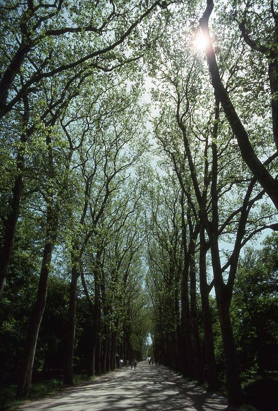 RWT 0290 324-18 France Chenonceaux Avenue.jpg